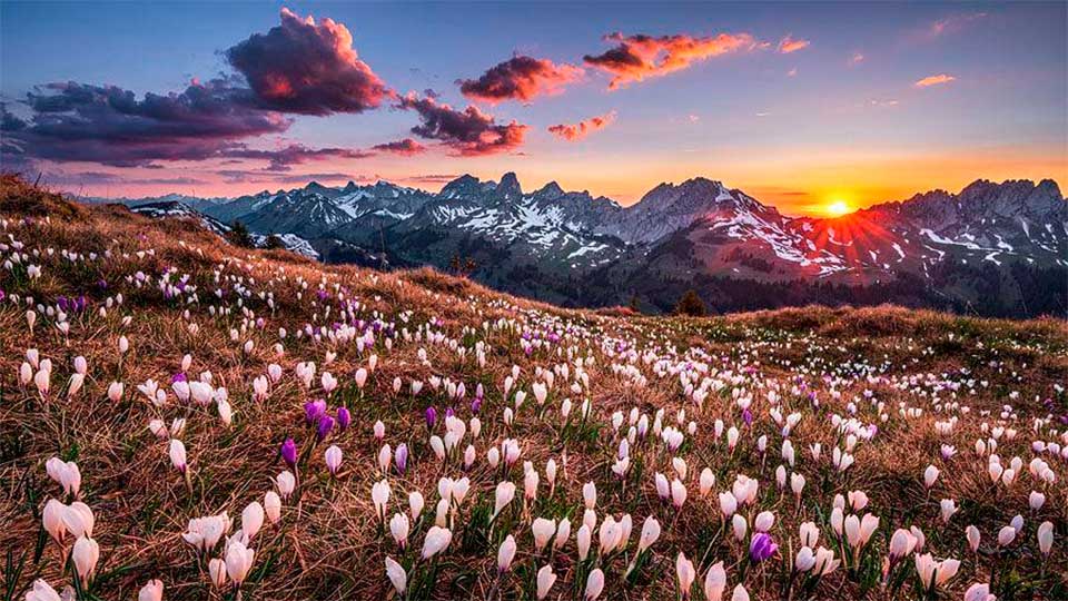 Krokuswiese im Sonnenuntergang | (c) Martin Mägli/Naturbild