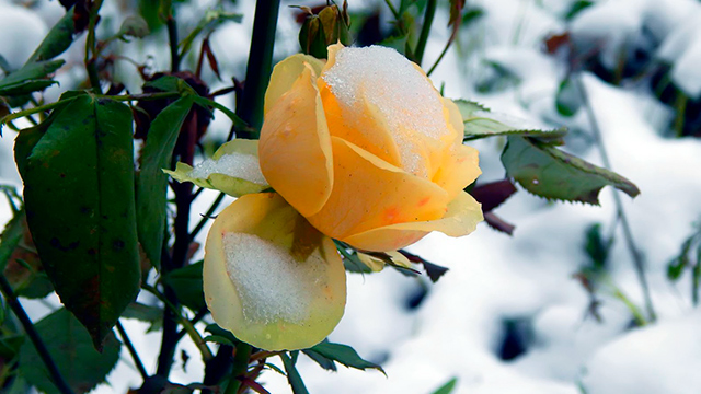 Schneebedeckte Rose