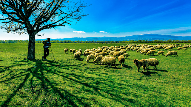 Schäfer und Schafe: Gott und Menschen